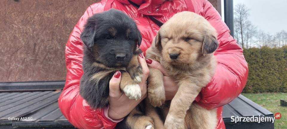 Owczarek Mongolski Bankhar mazowieckie Siedlce