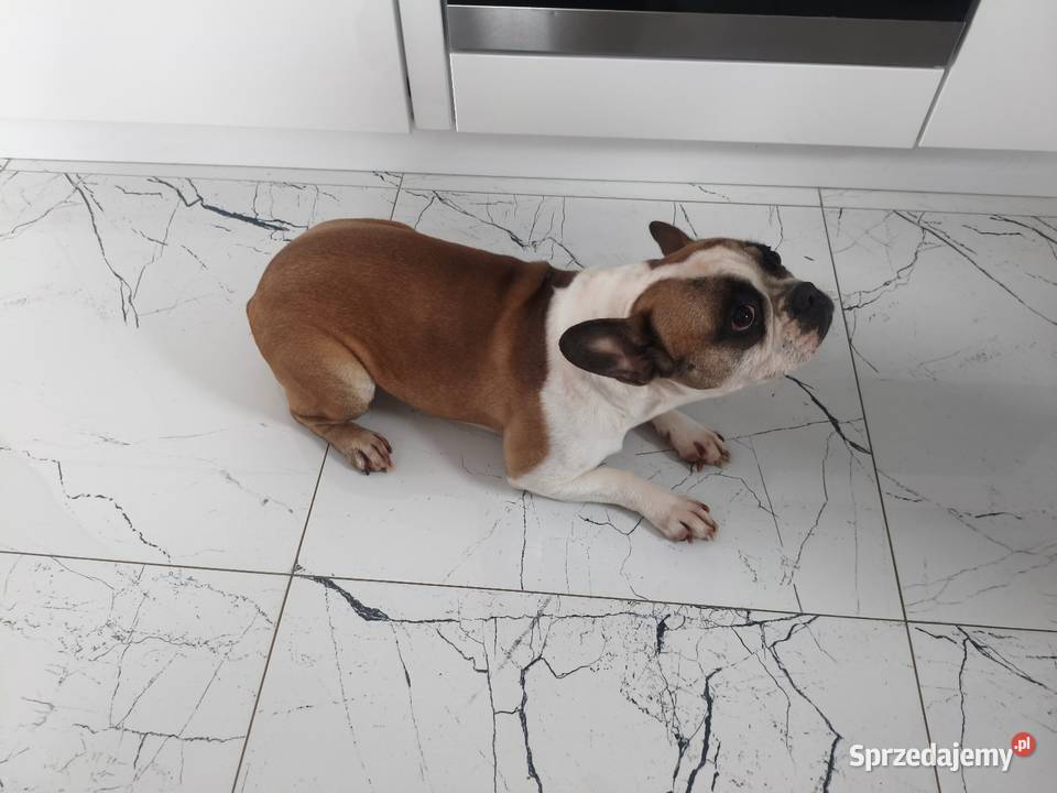 Buldog francuski suczka kujawsko-pomorskie sprzedam