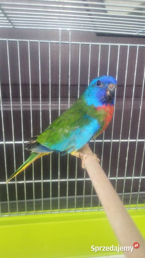 Samiec łąkowki wspanialej Wieliczka