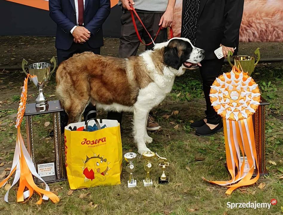 Moskiewski Pies Stróżujący Nie Bernardyn Nie Zakrzyn