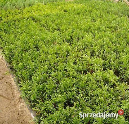 Tuja Smaragd 1216 sadzonka goły korzeń małopolskie Wawrzeńczyce