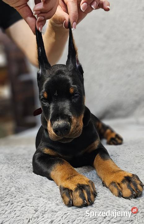 Szczeniak Doberman śliczny Chempionach Skierniewice sprzedam