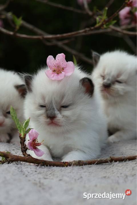 Ragdoll ragdollowe dziewczynki Piorunówek