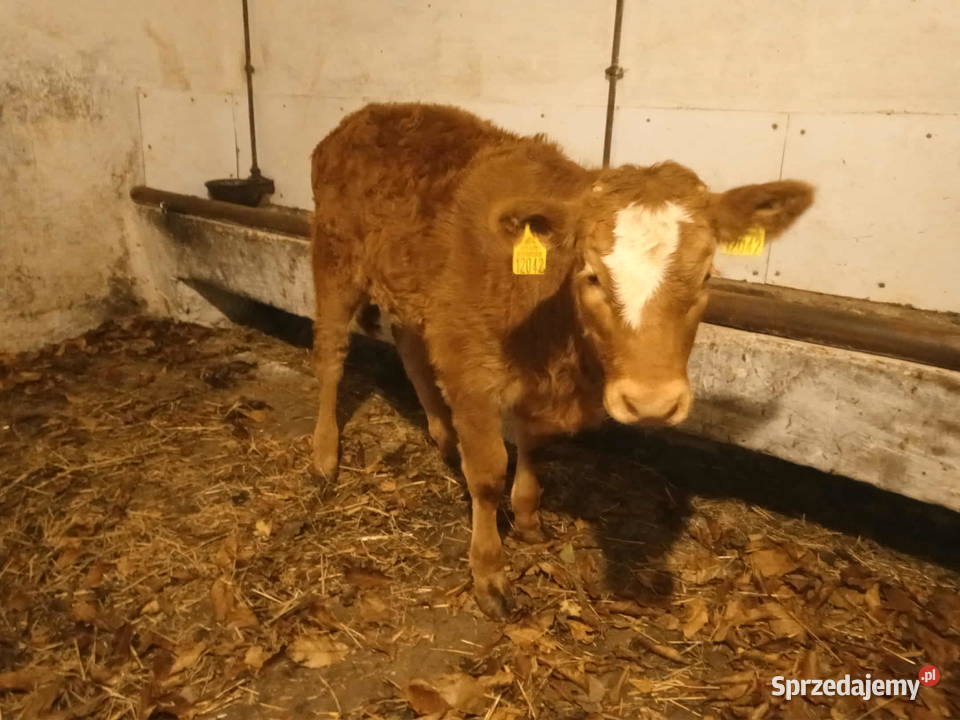Sprzedam cielisie Bydło małopolskie Stary Sącz