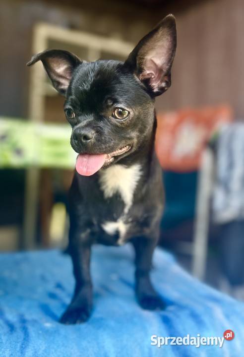 Chihuahua FCI sprzedam