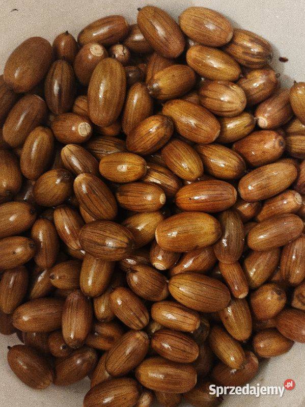 Sprzedam żołędzie szypułkowe Ronino