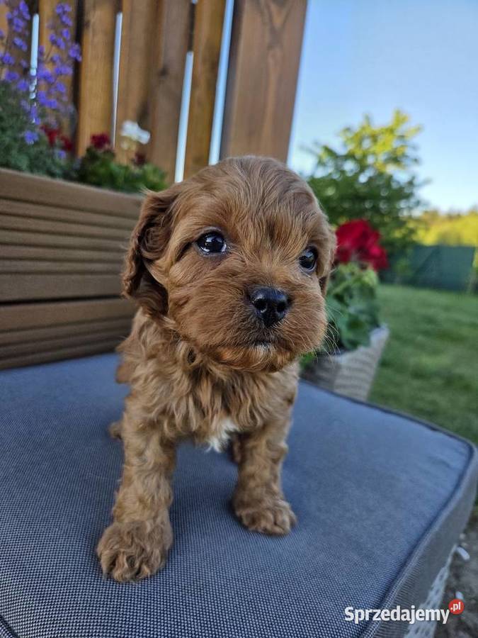Śliczny piesek Cavapoo Zwierzęta Skarszewy