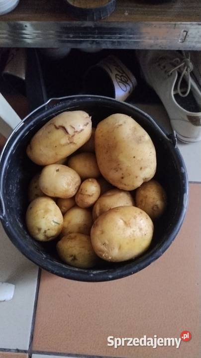 Ziemniak Jurek Tarnów