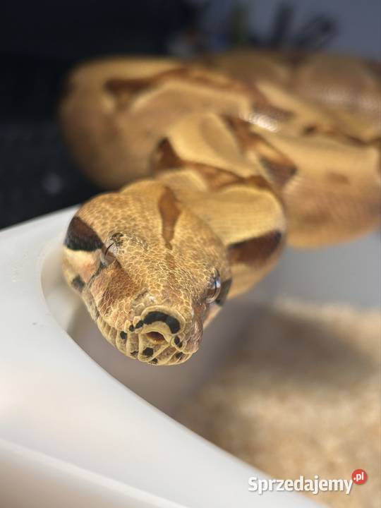 Boa constrictor super salmon Jaworzno