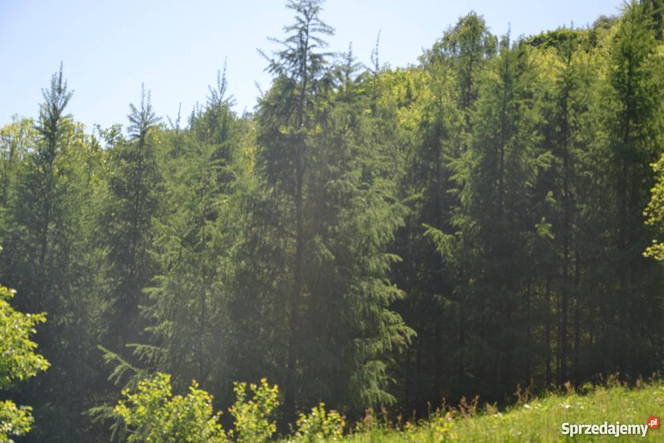 Działka gospodarstwo rolne Łukowica Łukowica