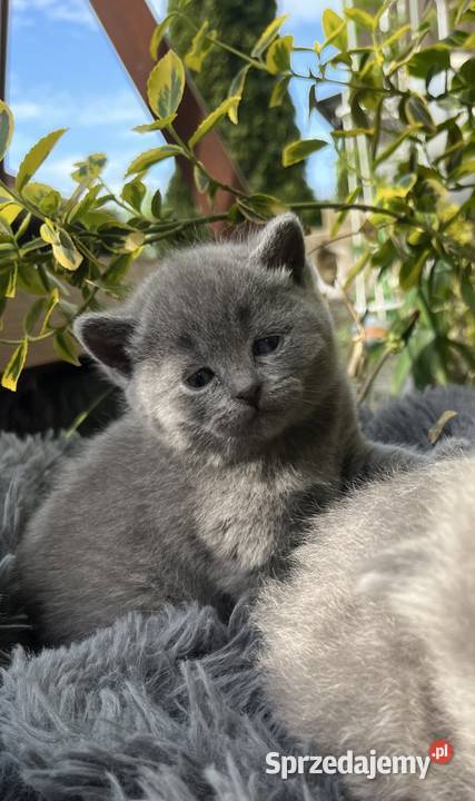 Blue boy słodkie brytyjskie kocurki Piorunówek