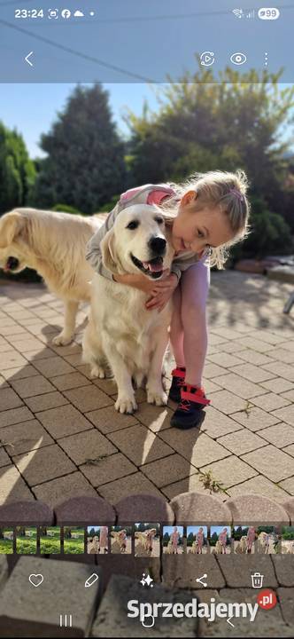 Golden Retriever FCI suczka zkwp
