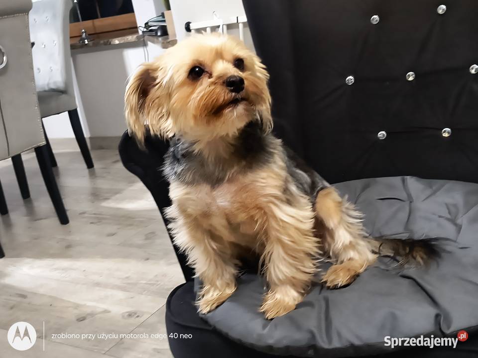 Yorkshire Terrier Turznice