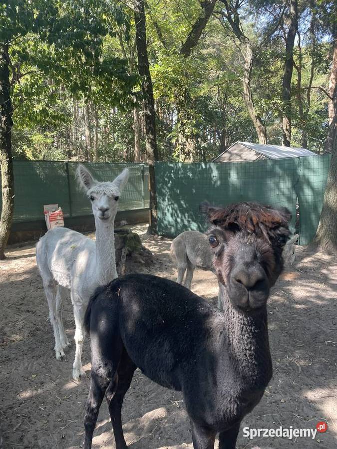 Alpaki Suri Huacaya samica i 2 samce Warszawa