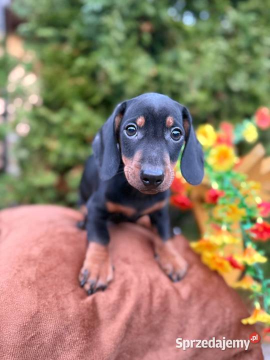 Śliczny piesek jamnik miniaturowy czarny Warszawa