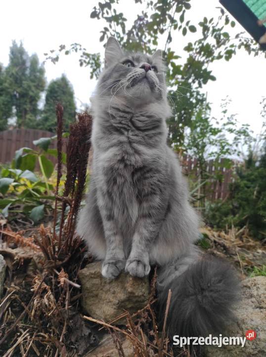 Kocurek Maine Coon Krasnystaw