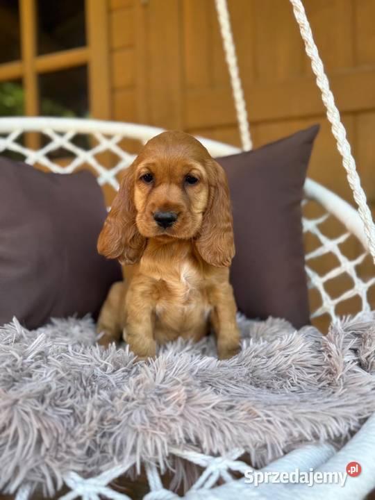 Cudowna mocno złota sunia Cocker Spaniel Warszawa