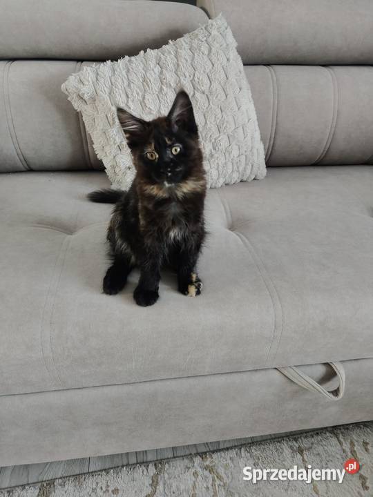 Koteczka Maine coon
