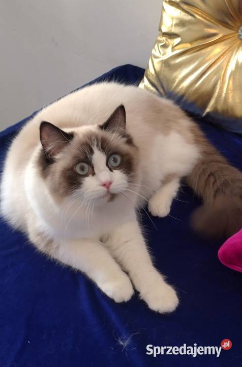 Kotka ragdoll 2 letnia zabiegu sterylizacji Wrocław sprzedam