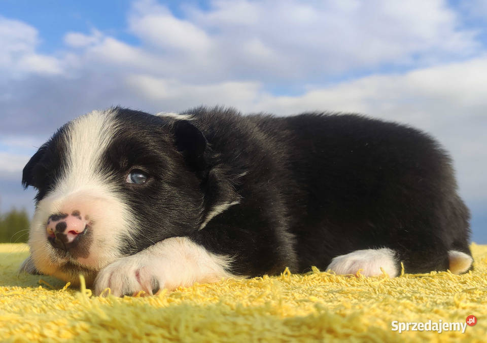 Rasowy sczeniak Border Collie klasycznej maści z Iwonicz