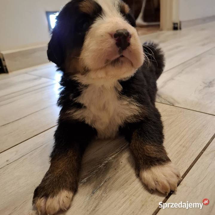 Szczeniaki berneński pies pasterski