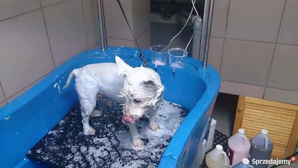 Sprzedam Sklep Zoologiczny Pozostałe Łódź sprzedam