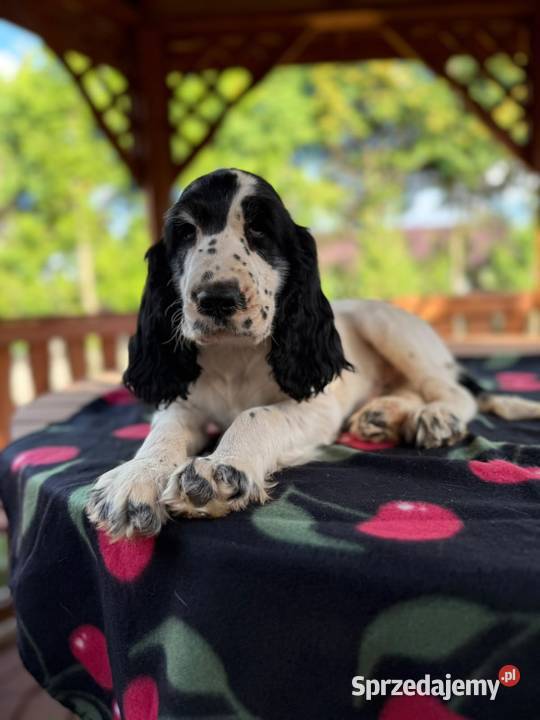 Cocker spaniel angielski Piesek Rodowód Kielce
