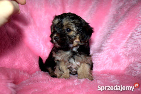 YORK MALTAŃCZYK Wierzbice