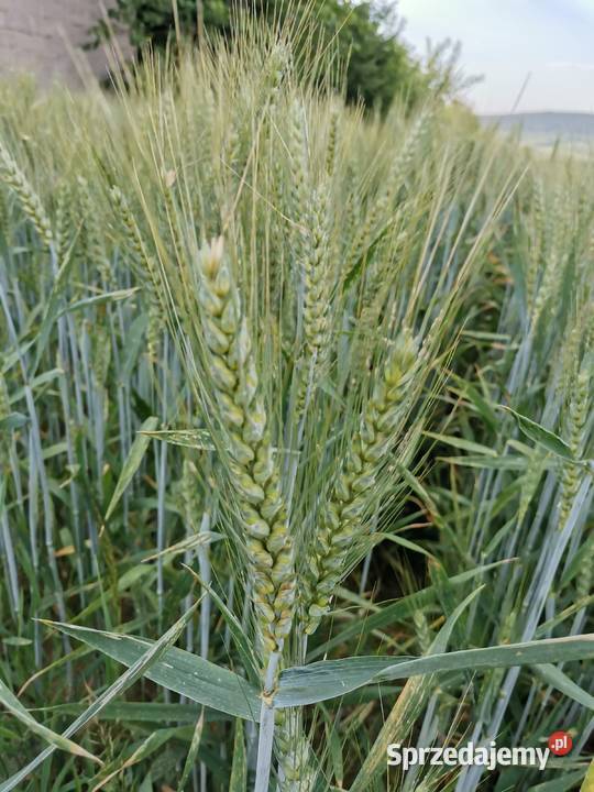 Pszenica ozima Wilejka centrali Zboża Rolnictwo sprzedam