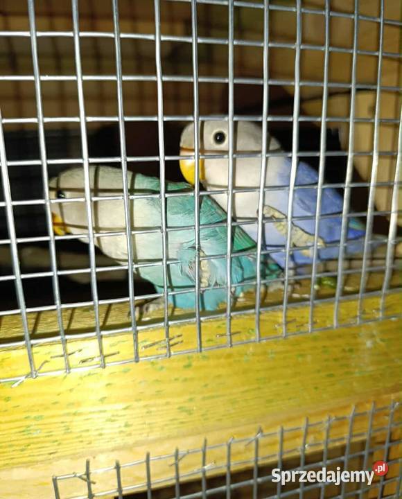 Papugi nierozłączki