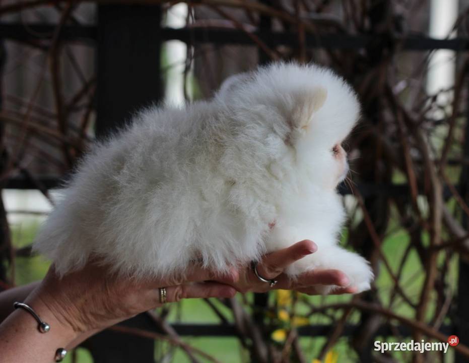 Pomeranian biały piesek XS FCI Łódź