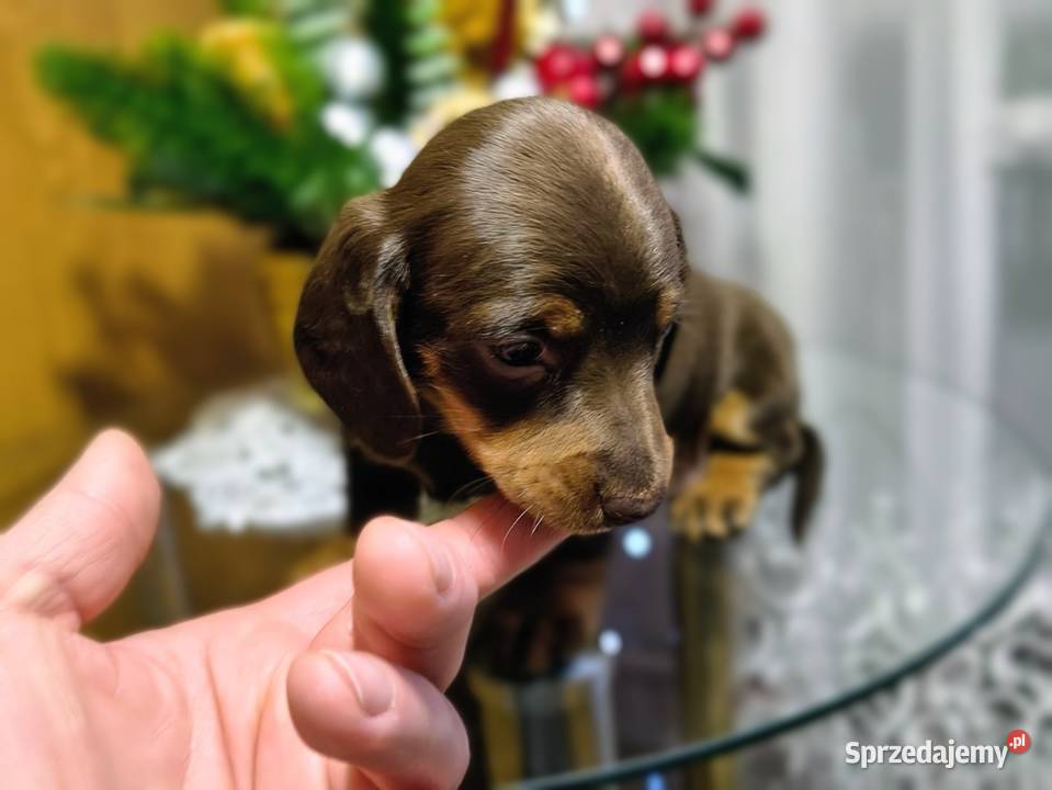 Jamniczek Choco Czekoladowy Jamnik Żychlin
