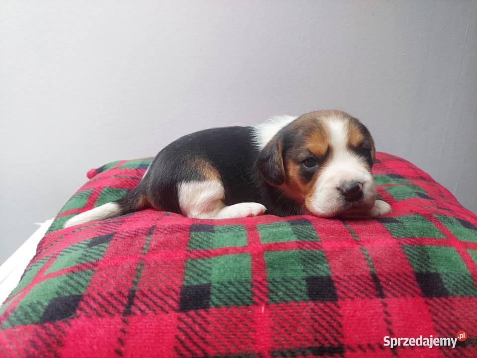 Piesek suczka rasy beagle piękne szczeniaki podkarpackie