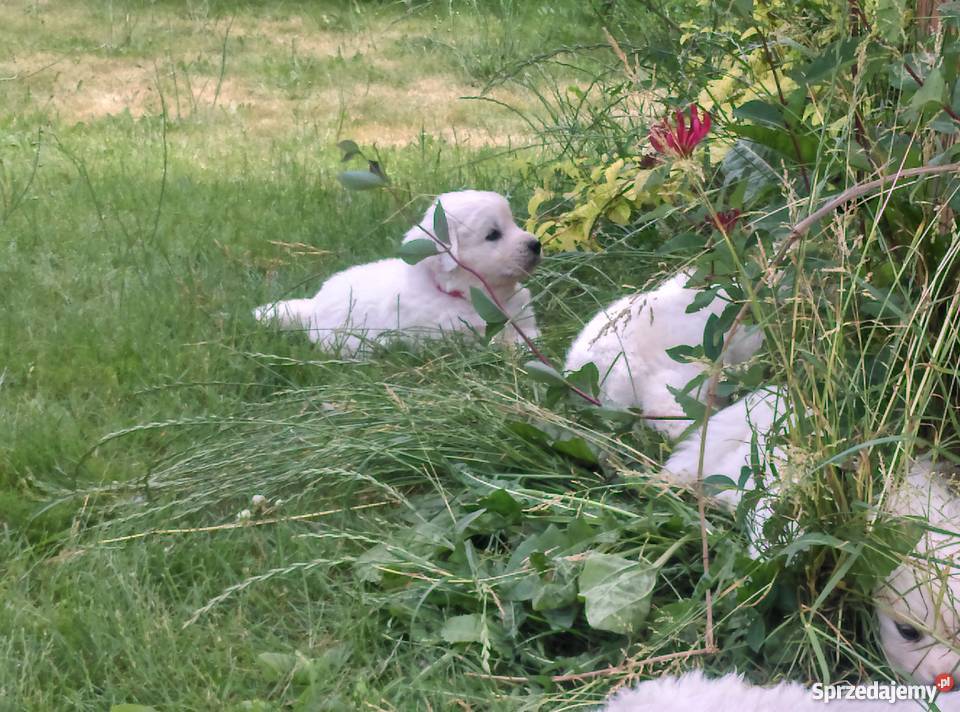 Owczarek podhalański z rodowodem championie Lublin