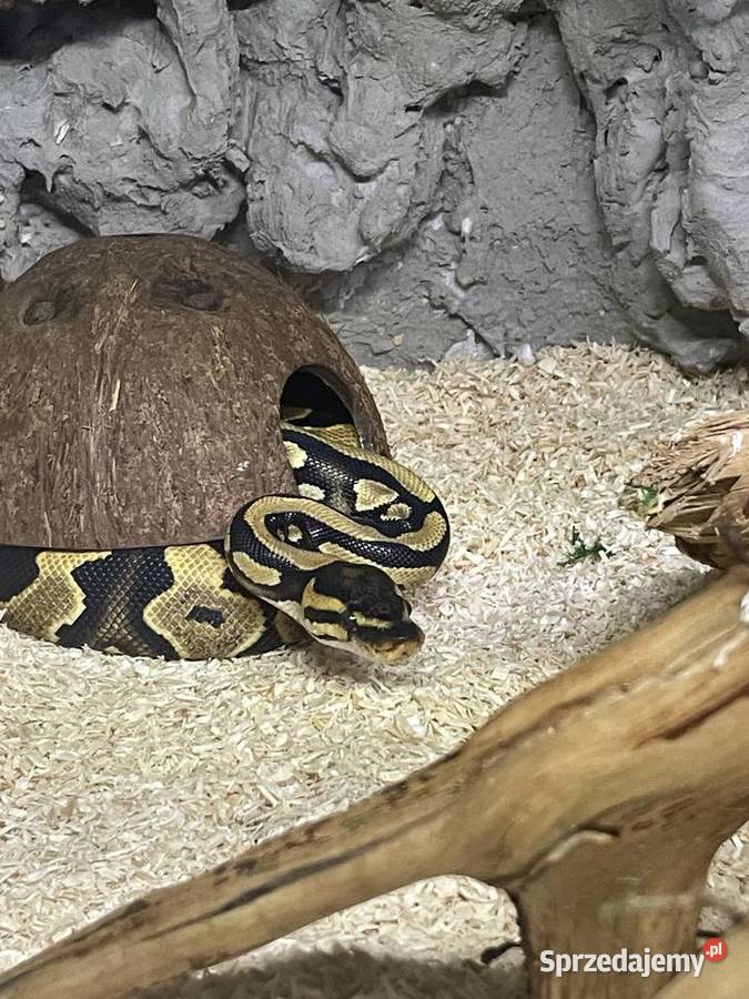 Pyton królewski zachodniopomorskie Dębno sprzedam