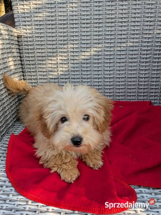 Piesek Maltipoo Szczaworyż