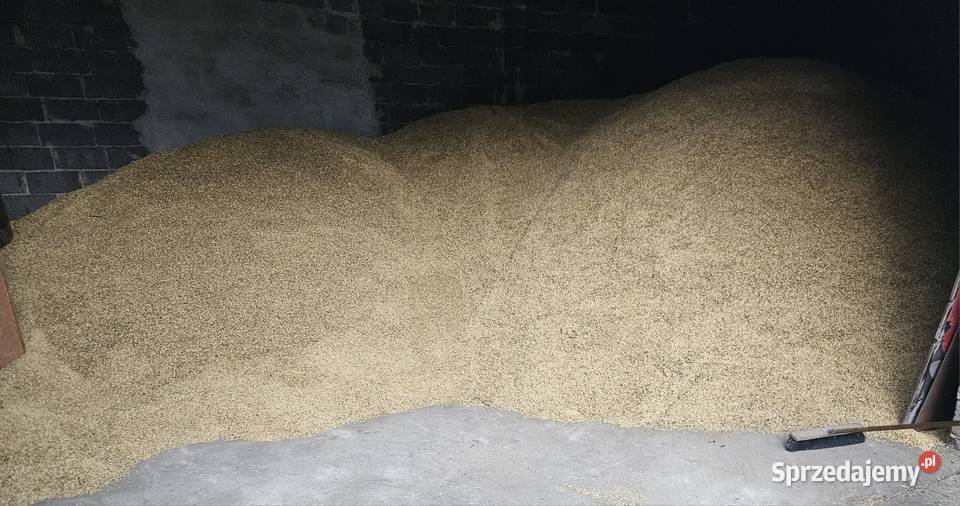 Owies Ozimy ilość około 34 tony odmiana Snowbird śląskie Turów