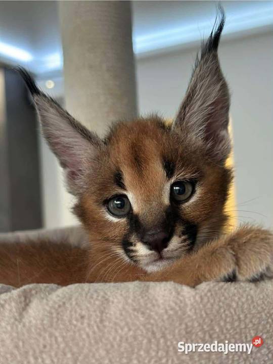 Dostępne kocięta serwala i savannah z karakalem lubelskie Lublin