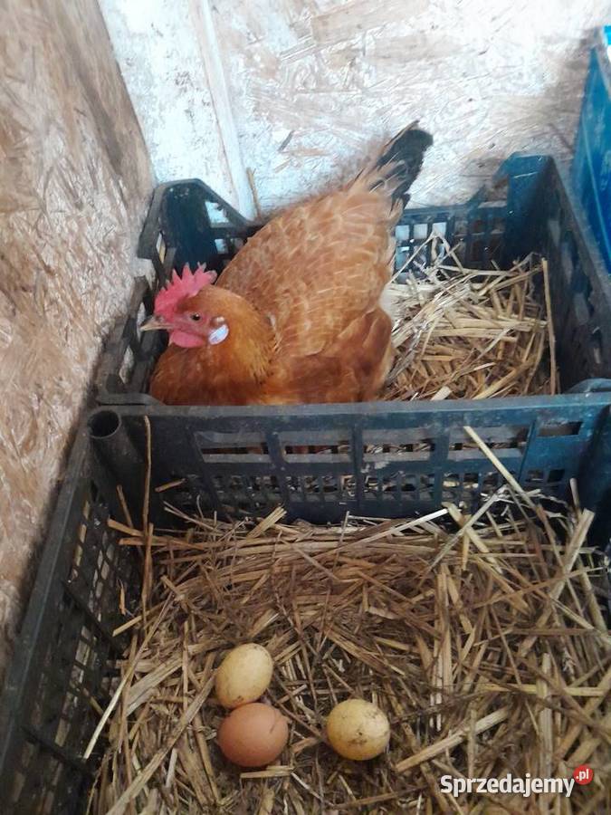 Sprzedam swojskie jajka Sośnicowice