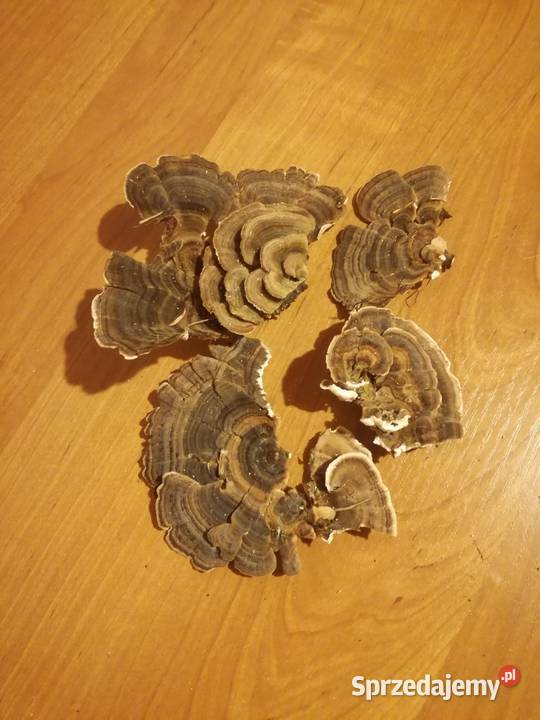 Wrośniak różnobarwny indyczy ogon Brzozowica Duża