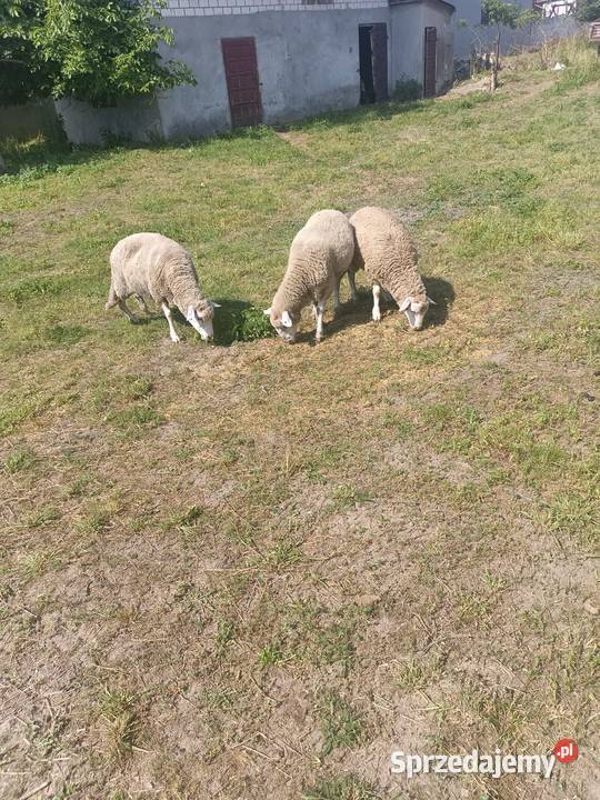 Dwie owce i baran Kolonia Lipnik sprzedam