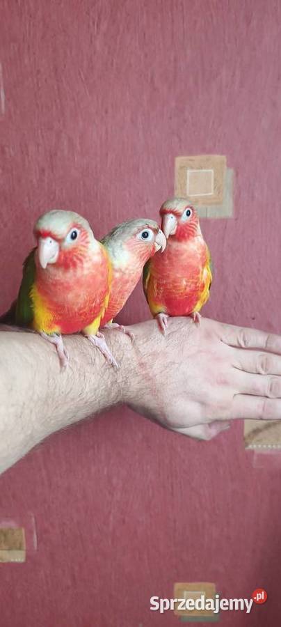 Papugi rudosterki ręcznie karmione Tychy