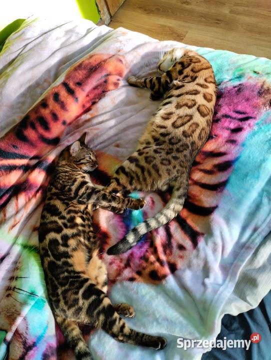 koty bengalskie kot bengalski Benjamin miot B Iskrzynia sprzedam
