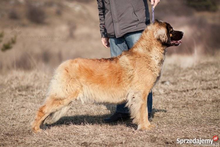 LEONBERGER SZCZENIĘTA Niegowonice