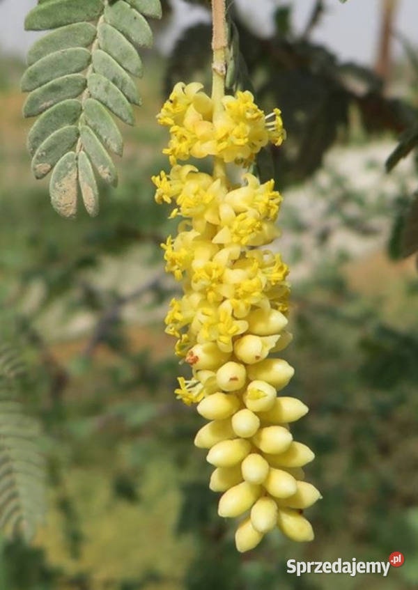 PROSOPIS CINERARIA Prosopis cineraria NASIONA kujawsko-pomorskie Lubanie