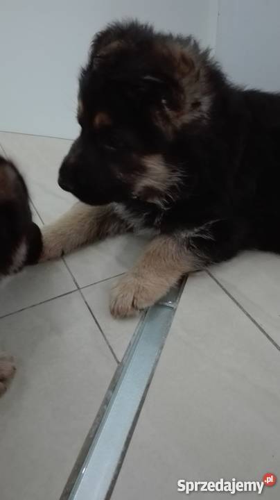 Szczeniaki owczarek niemiecki Świdnica