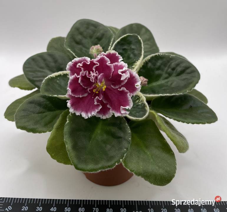 Fiołek afrykański kwitnąca sadzonka