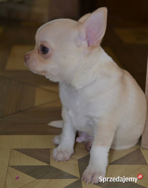 CHIHUAHUA ŚLICZNY MALUTKI PIESIO Warszawa