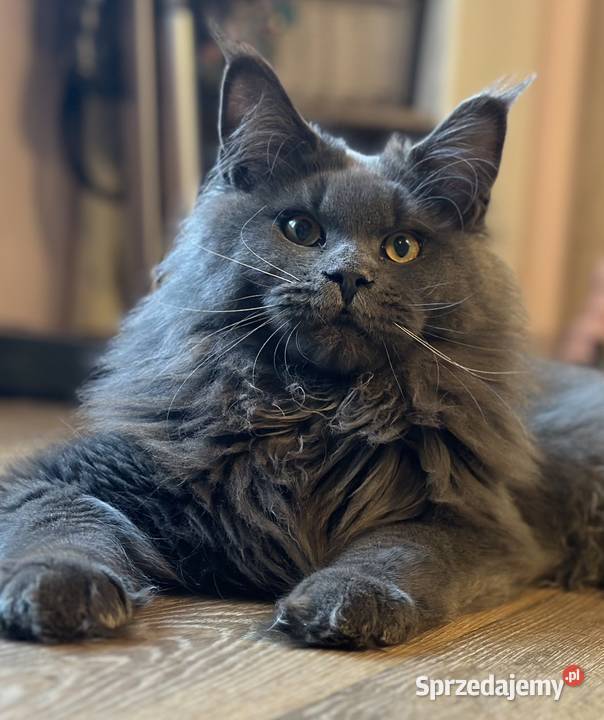 Rezerwacja kociąt Olsztyn sprzedam