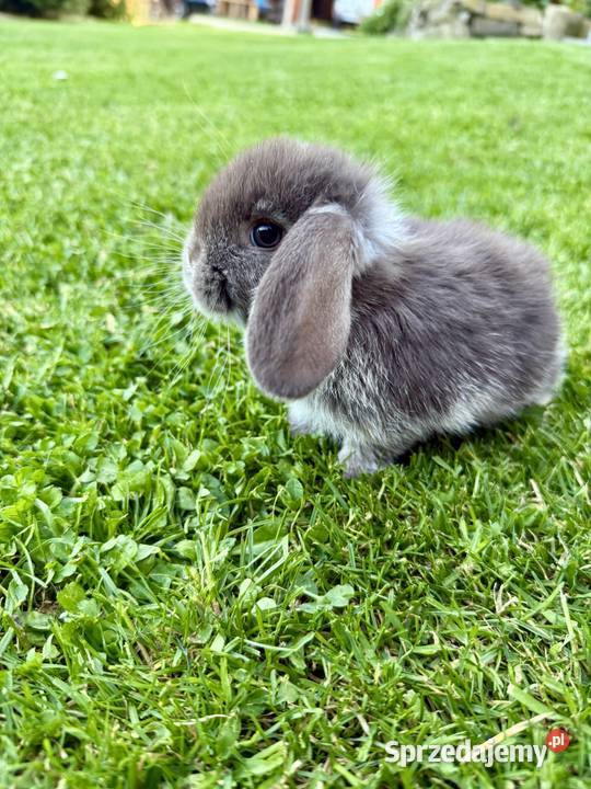 Mini Lop Króliki Miniaturowe Baranki Godowa